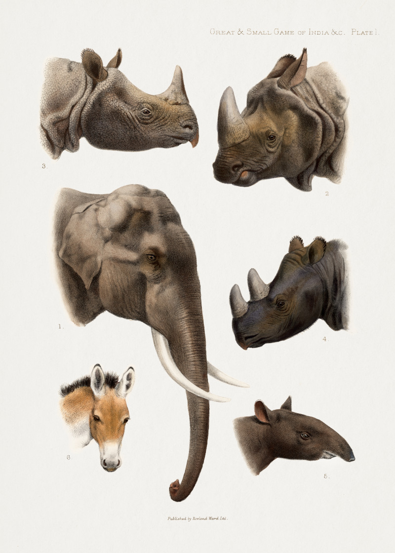 Vintage Animal Illustrations (Head Profiles)